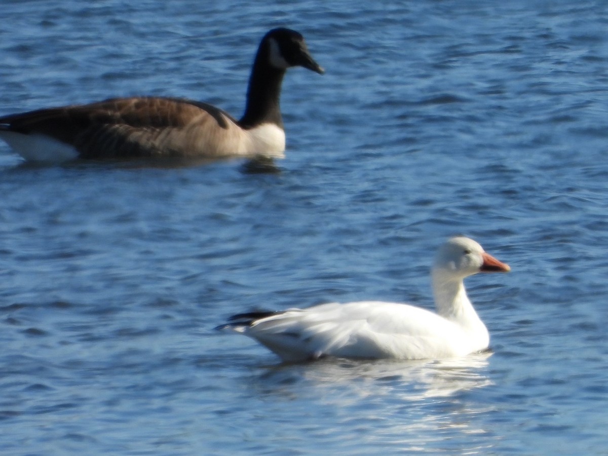 Snow Goose - ML647075895