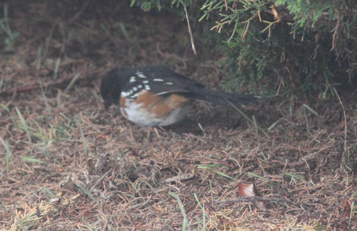 Spotted Towhee - ML647075896