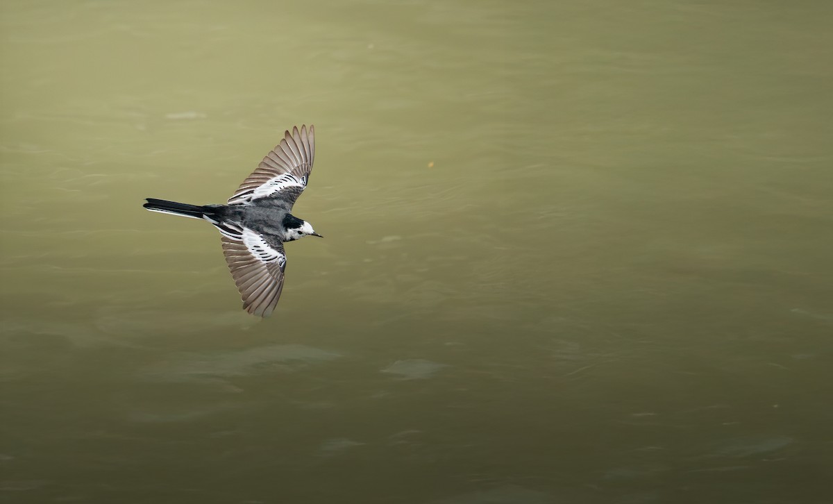 White Wagtail - ML647075897
