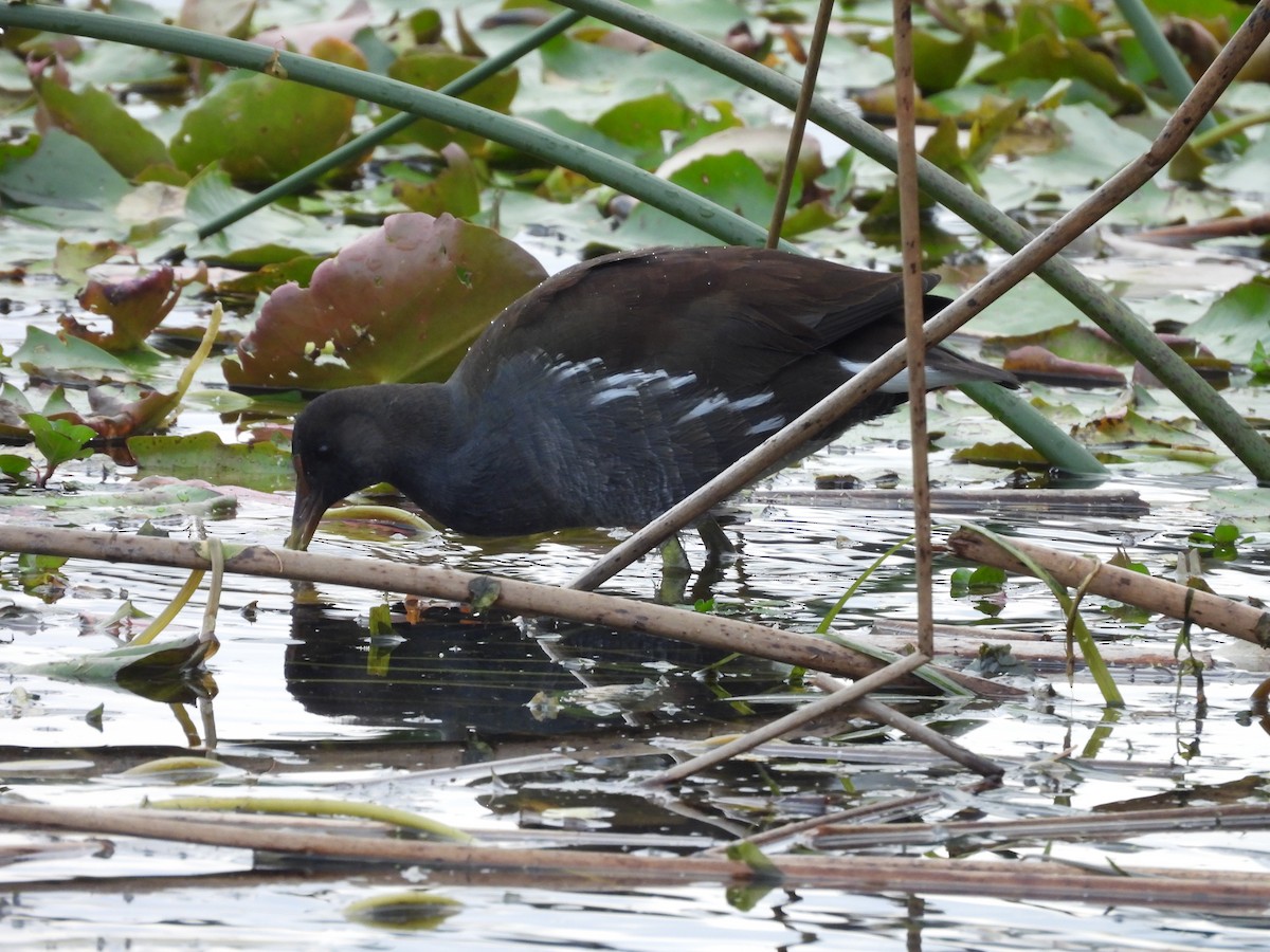 Common Gallinule - ML647075899