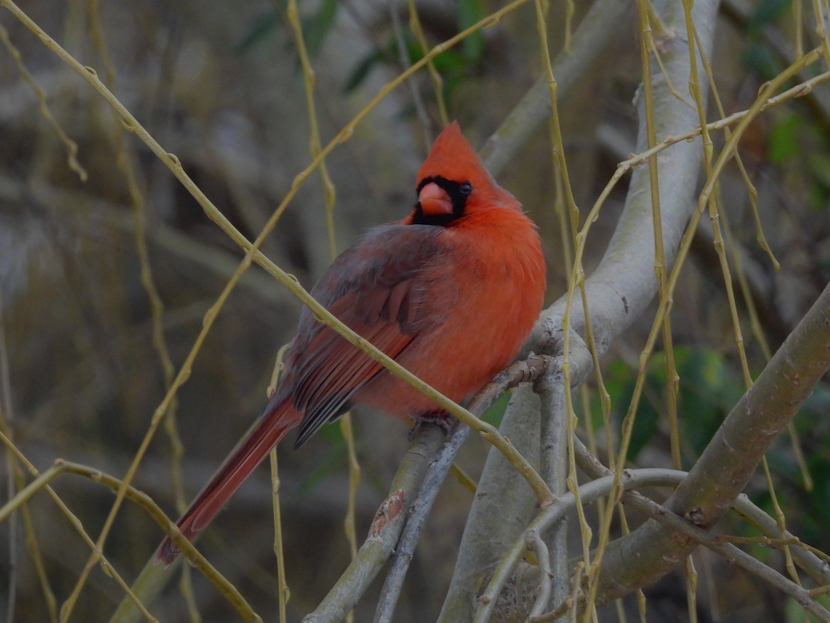Northern Cardinal - ML647075900