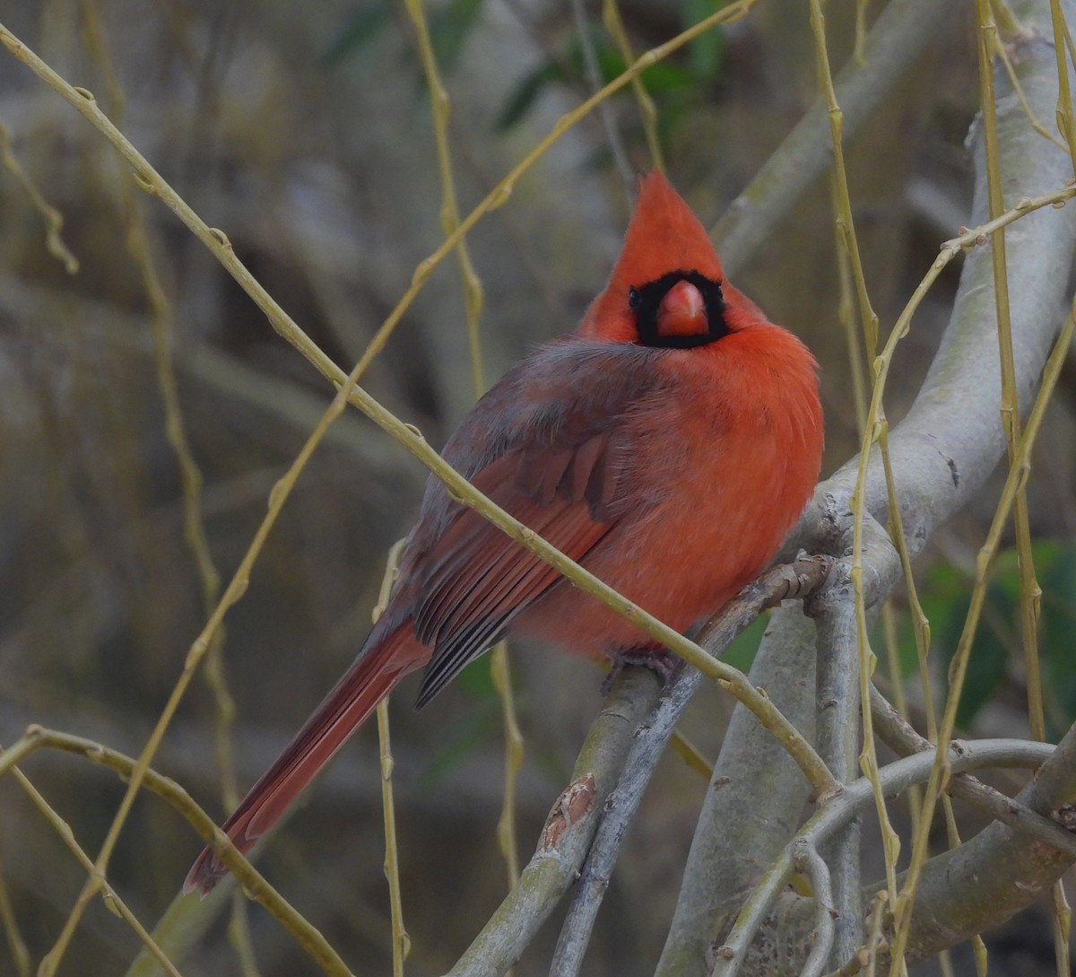 Northern Cardinal - ML647075901