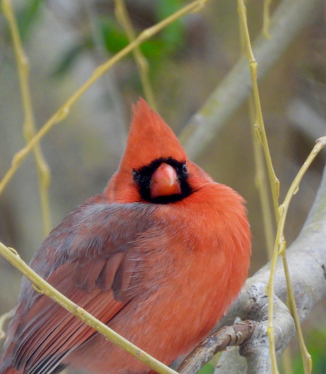 Northern Cardinal - ML647075902