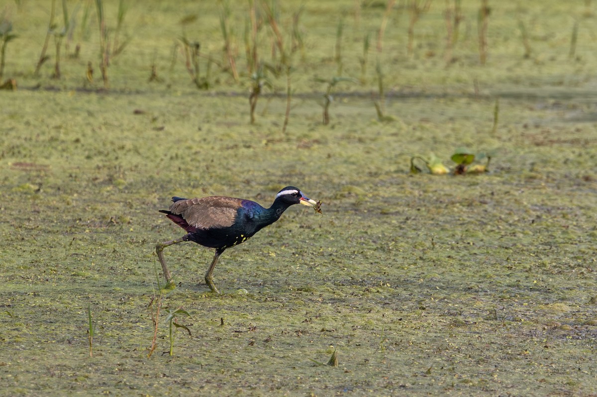 Bronze-winged Jacana - ML647075903