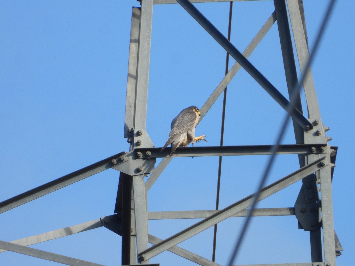 Peregrine Falcon - ML647075904
