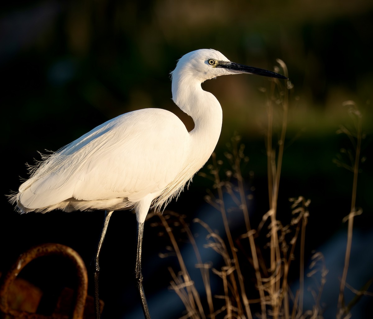 Little Egret - ML647075905