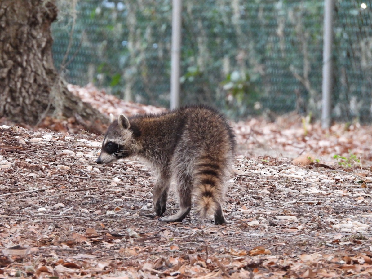 Raccoons - ML647075907