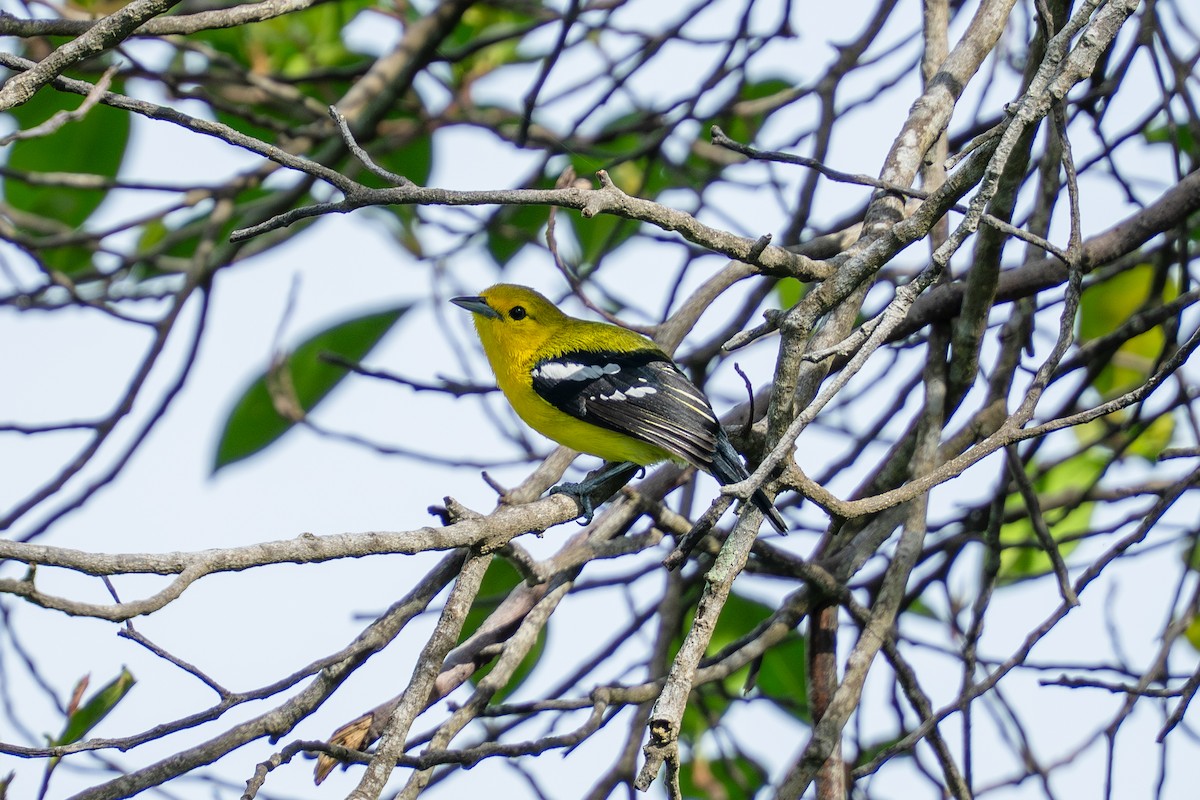 Common Iora - ML647075908
