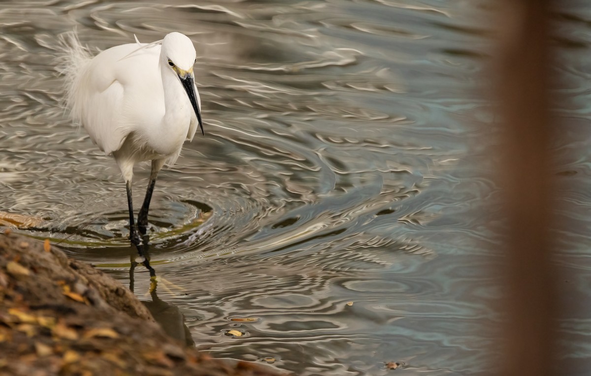 Little Egret - ML647075910
