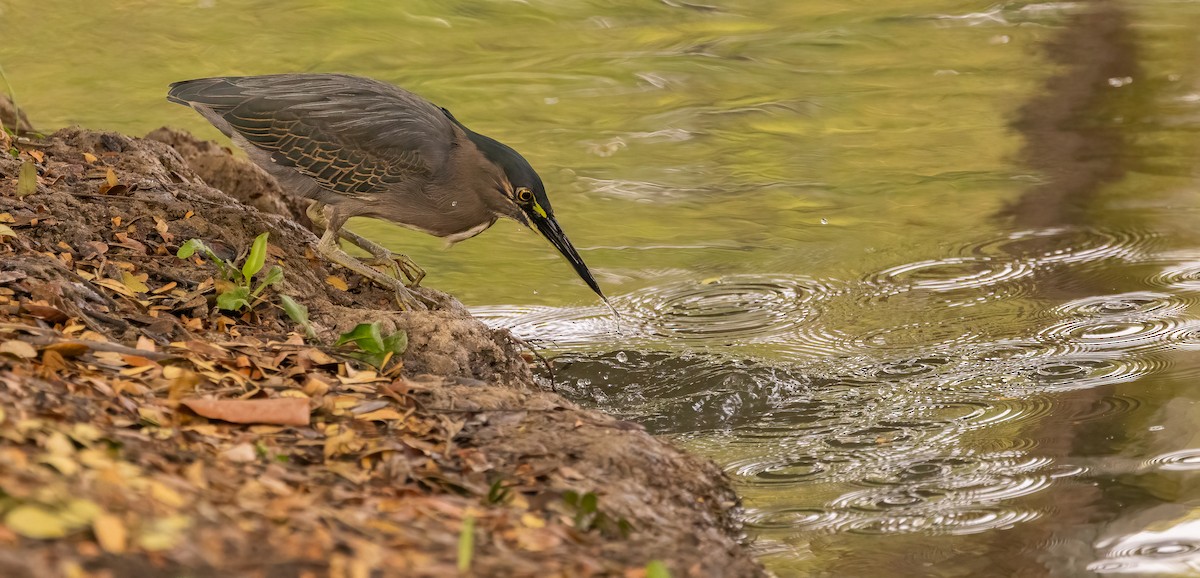 Little Heron - ML647075912