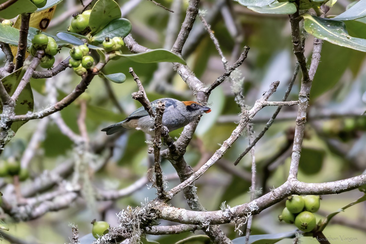 Scrub Tanager - ML647075913