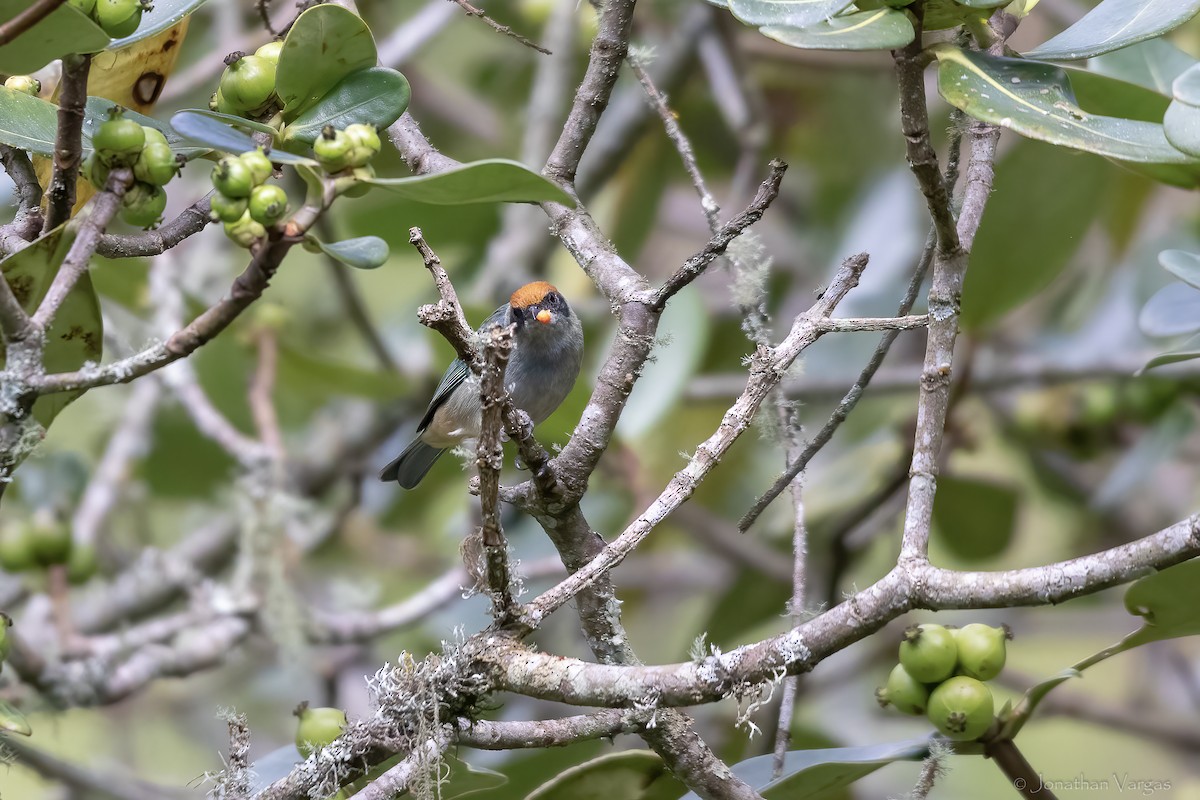 Scrub Tanager - ML647075914