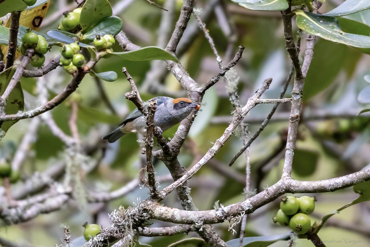 Scrub Tanager - ML647075915