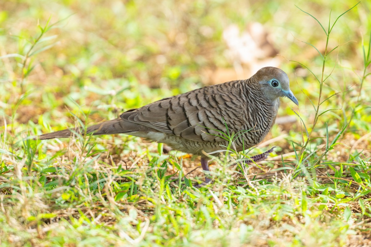 Zebra Dove - ML647075917