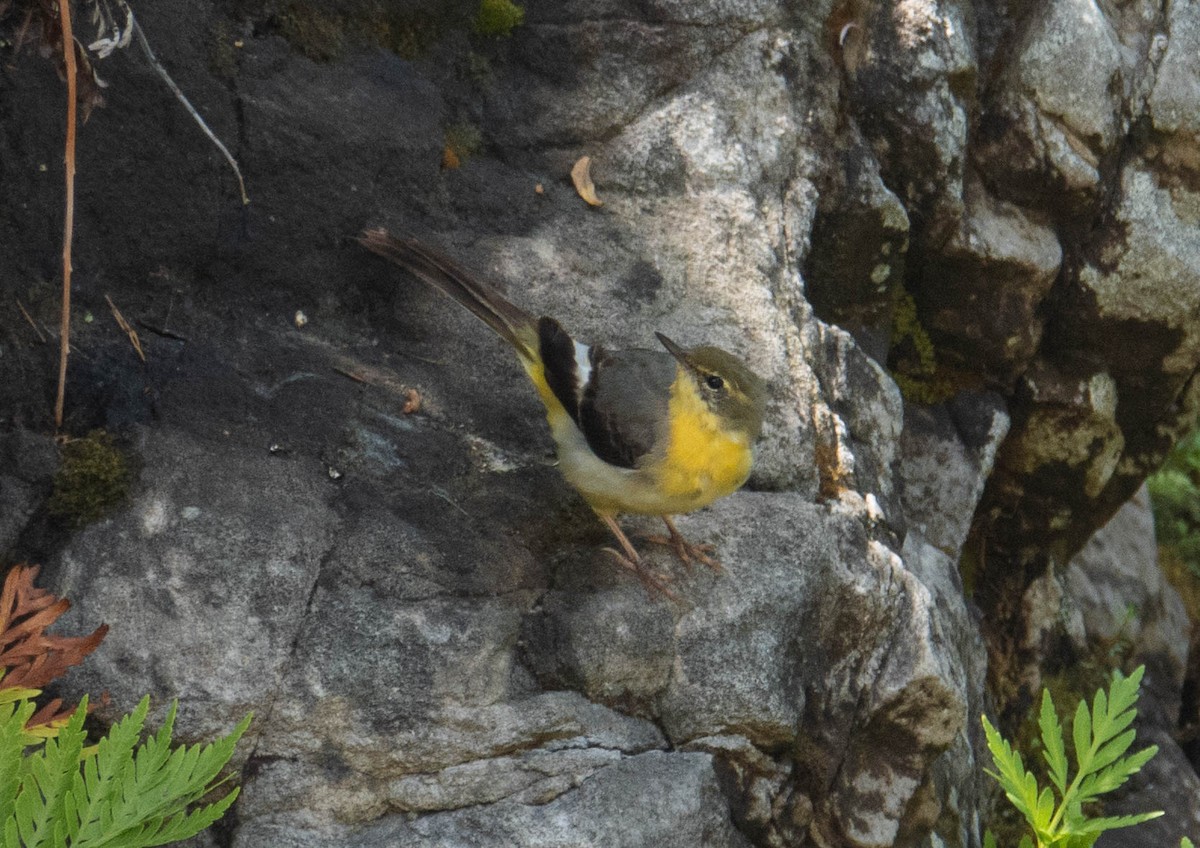 Gray Wagtail - ML647075918