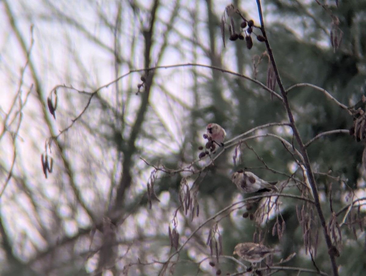 Redpoll - ML647075919