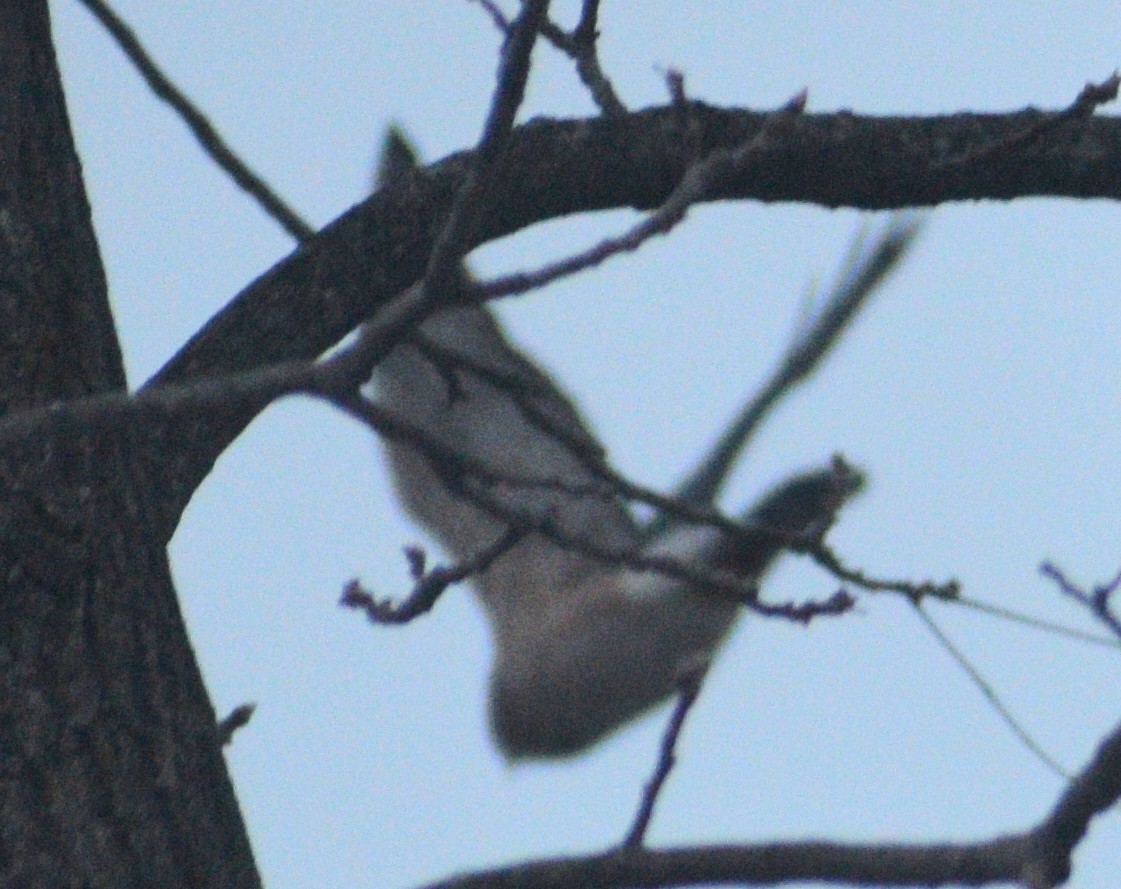 Cooper's Hawk - ML647075922