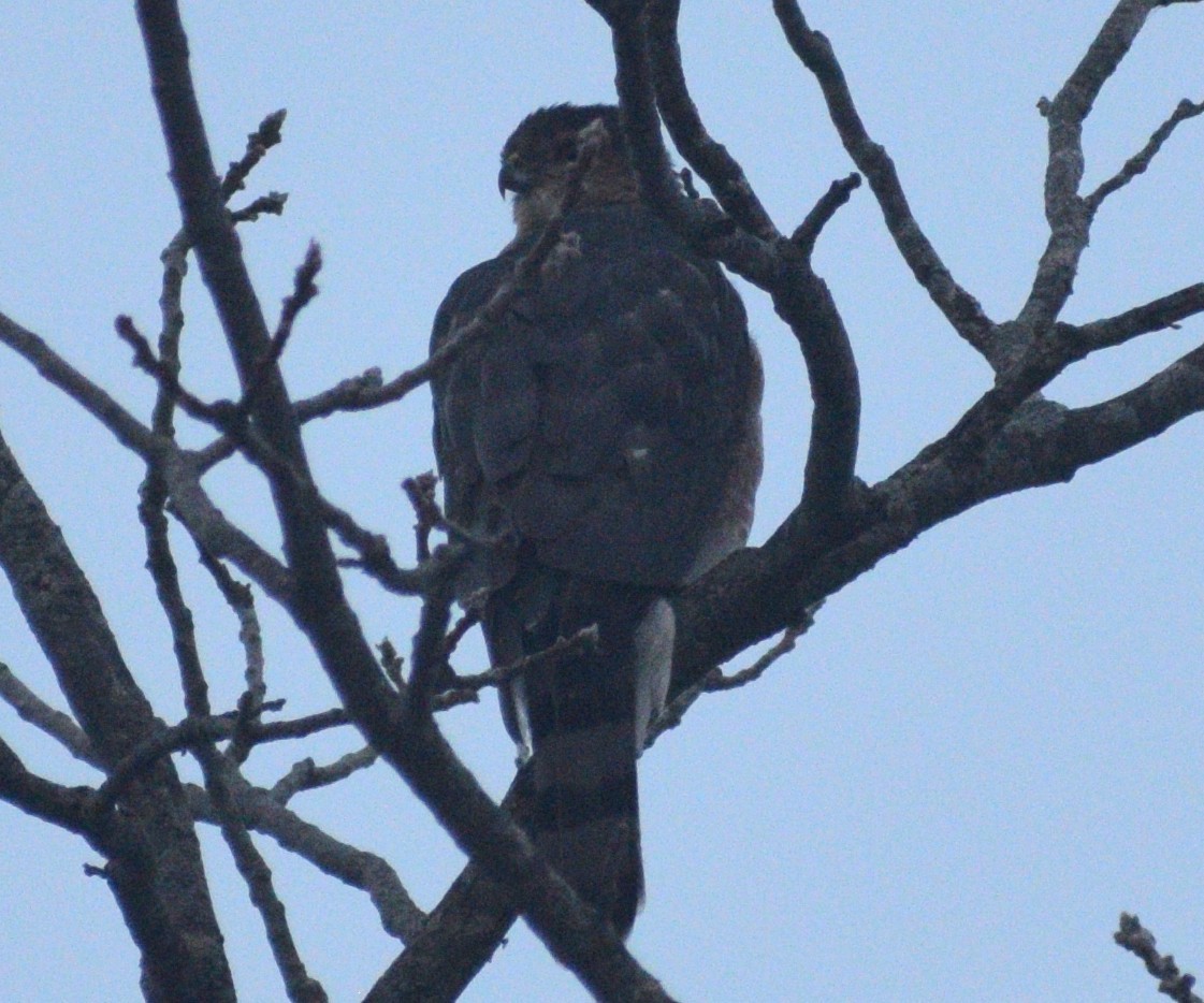 Cooper's Hawk - ML647075923