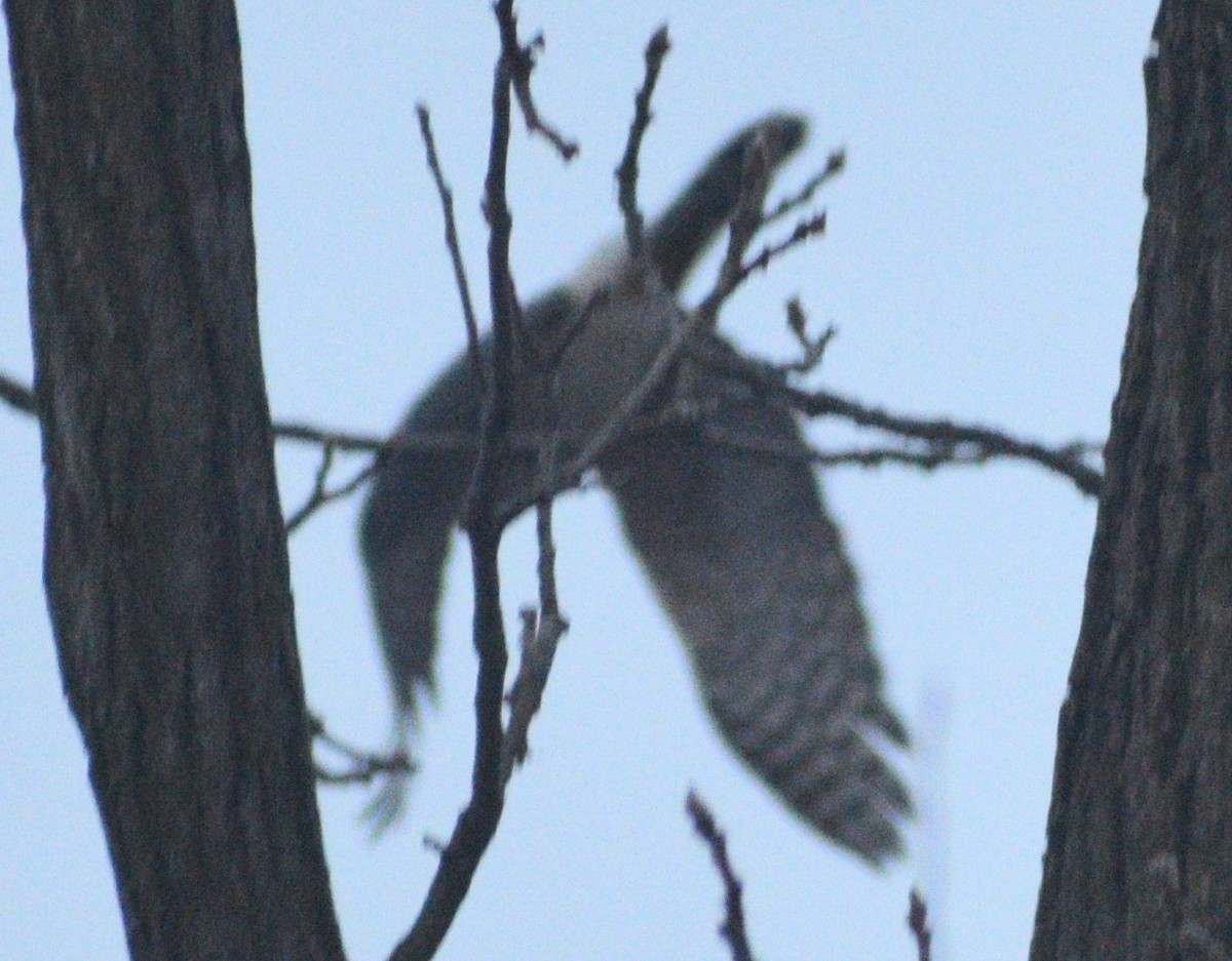 Cooper's Hawk - ML647075924