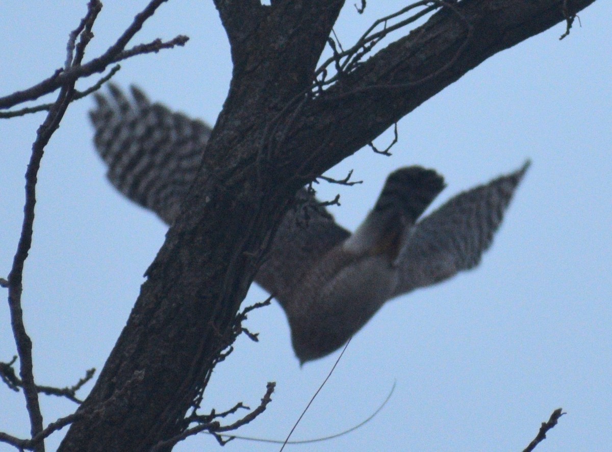 Cooper's Hawk - ML647075925