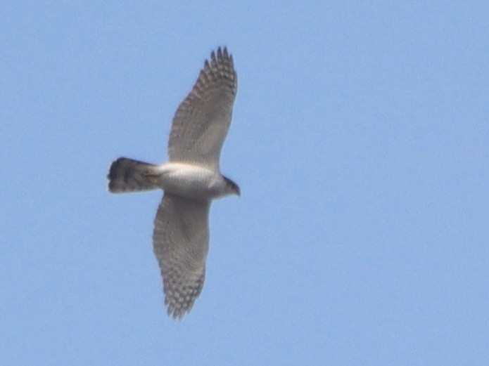 蒼鷹 - ML647075927