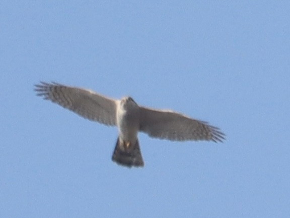 蒼鷹 - ML647075928