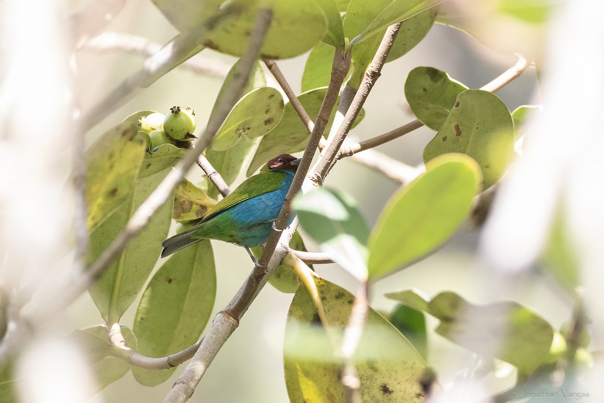 Bay-headed Tanager (Bay-and-blue) - ML647075929