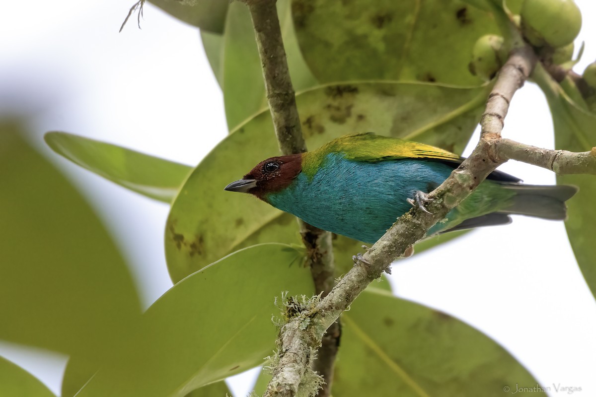 Bay-headed Tanager (Bay-and-blue) - ML647075931