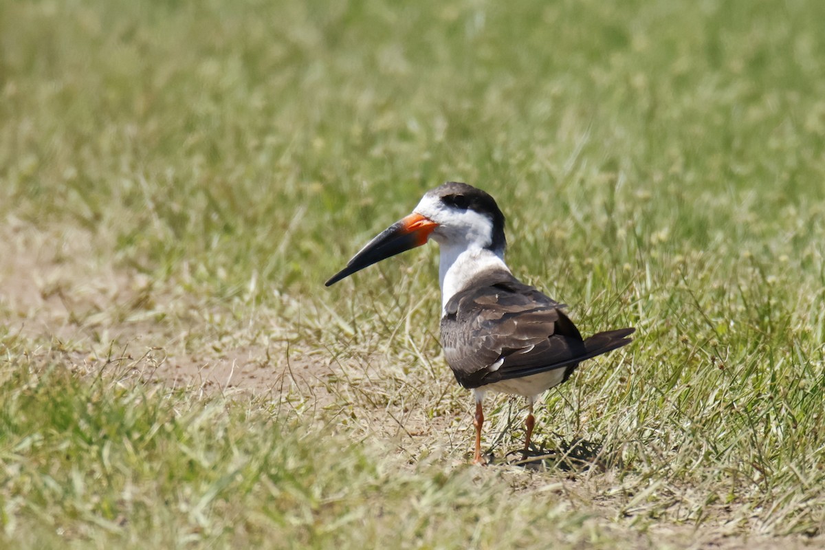 Black Skimmer - ML647075934