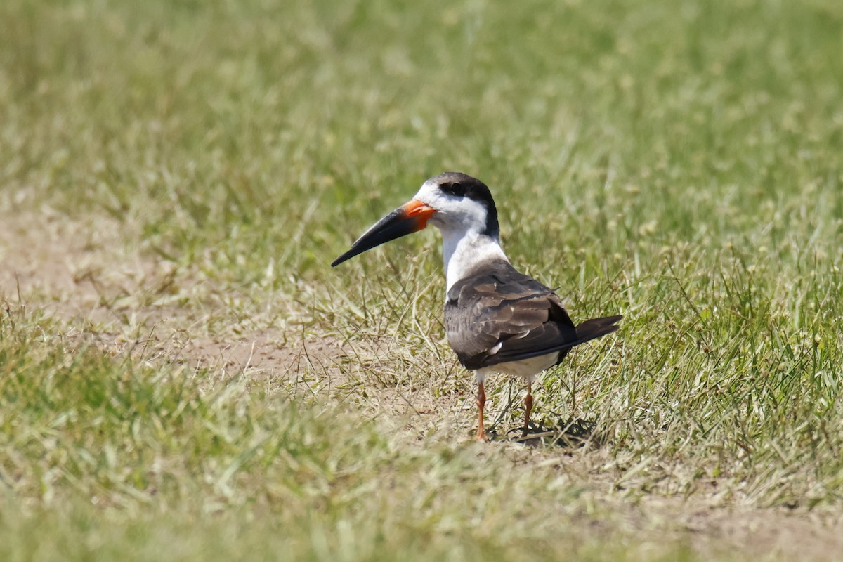 Black Skimmer - ML647075935