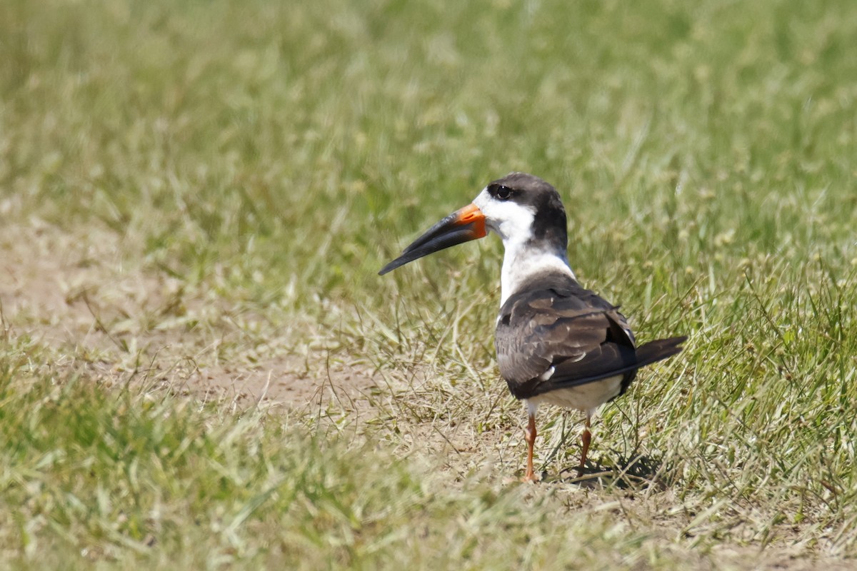 Black Skimmer - ML647075936