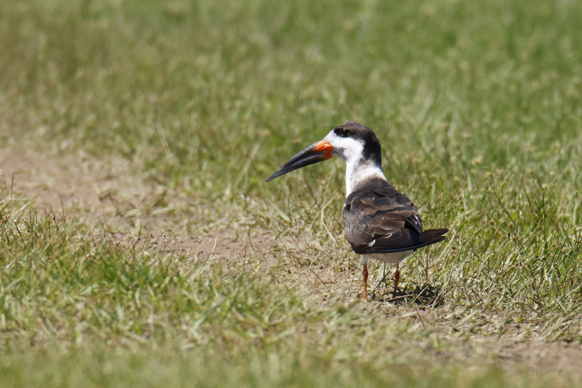 Black Skimmer - ML647075937