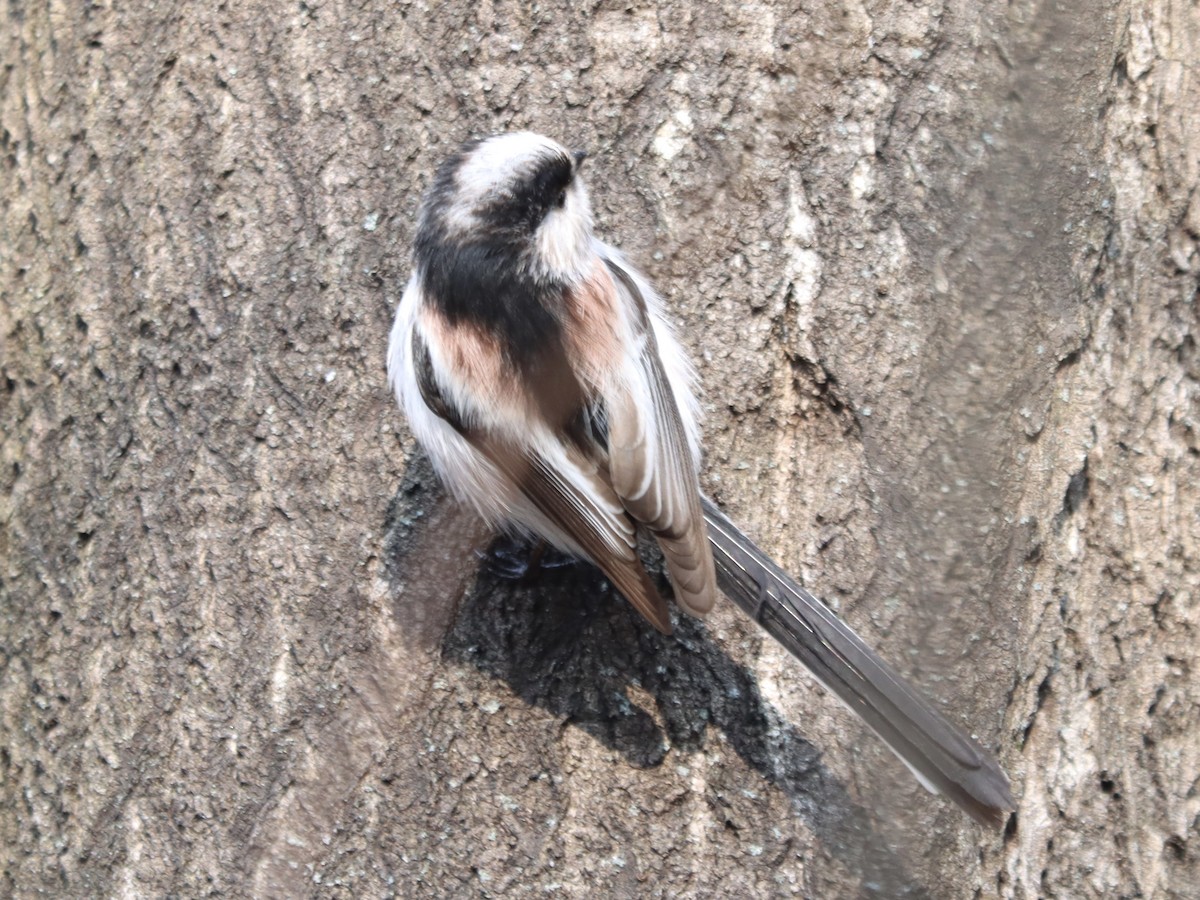 Long-tailed Tit - ML647075954