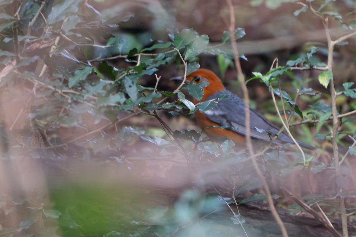 橙頭地鶇 - ML647075955