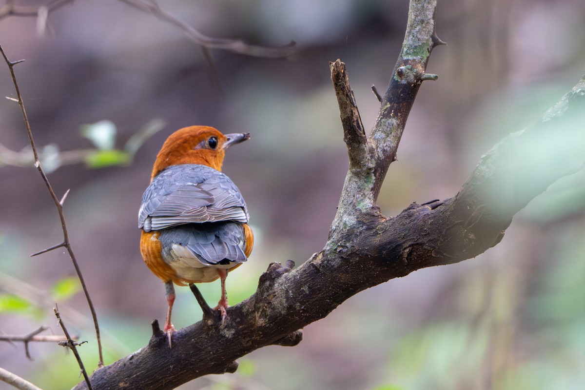 橙頭地鶇 - ML647075956