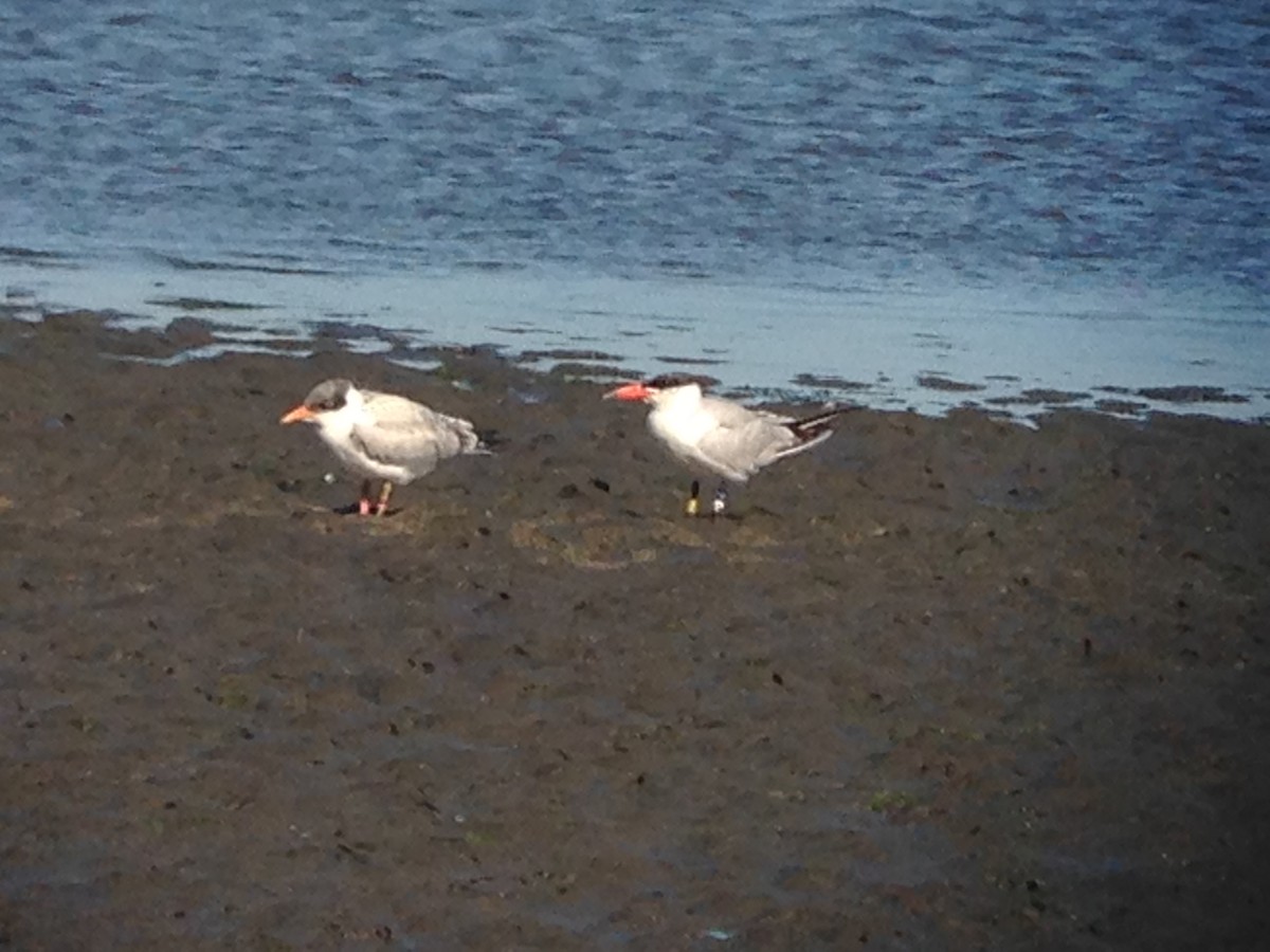 裏海燕鷗 - ML647075958