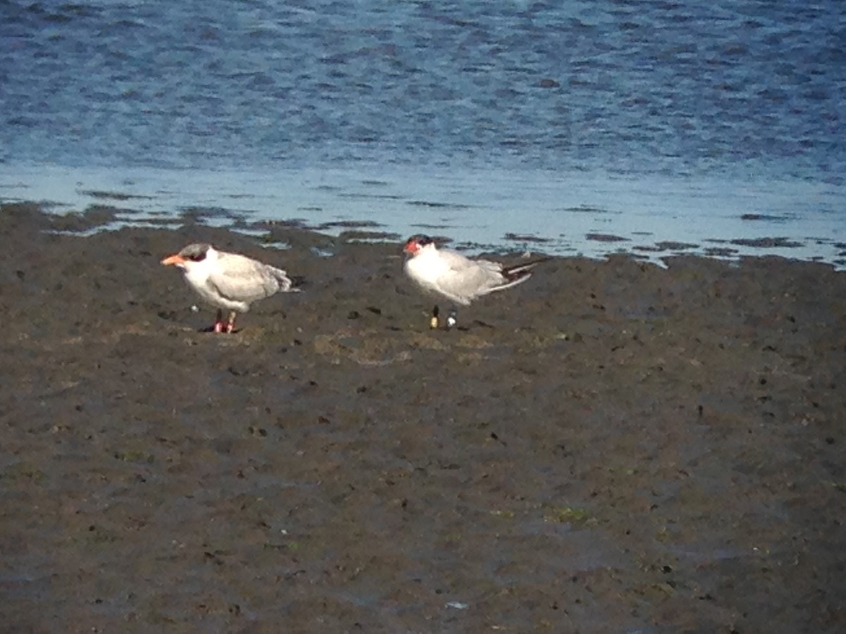 裏海燕鷗 - ML647075959