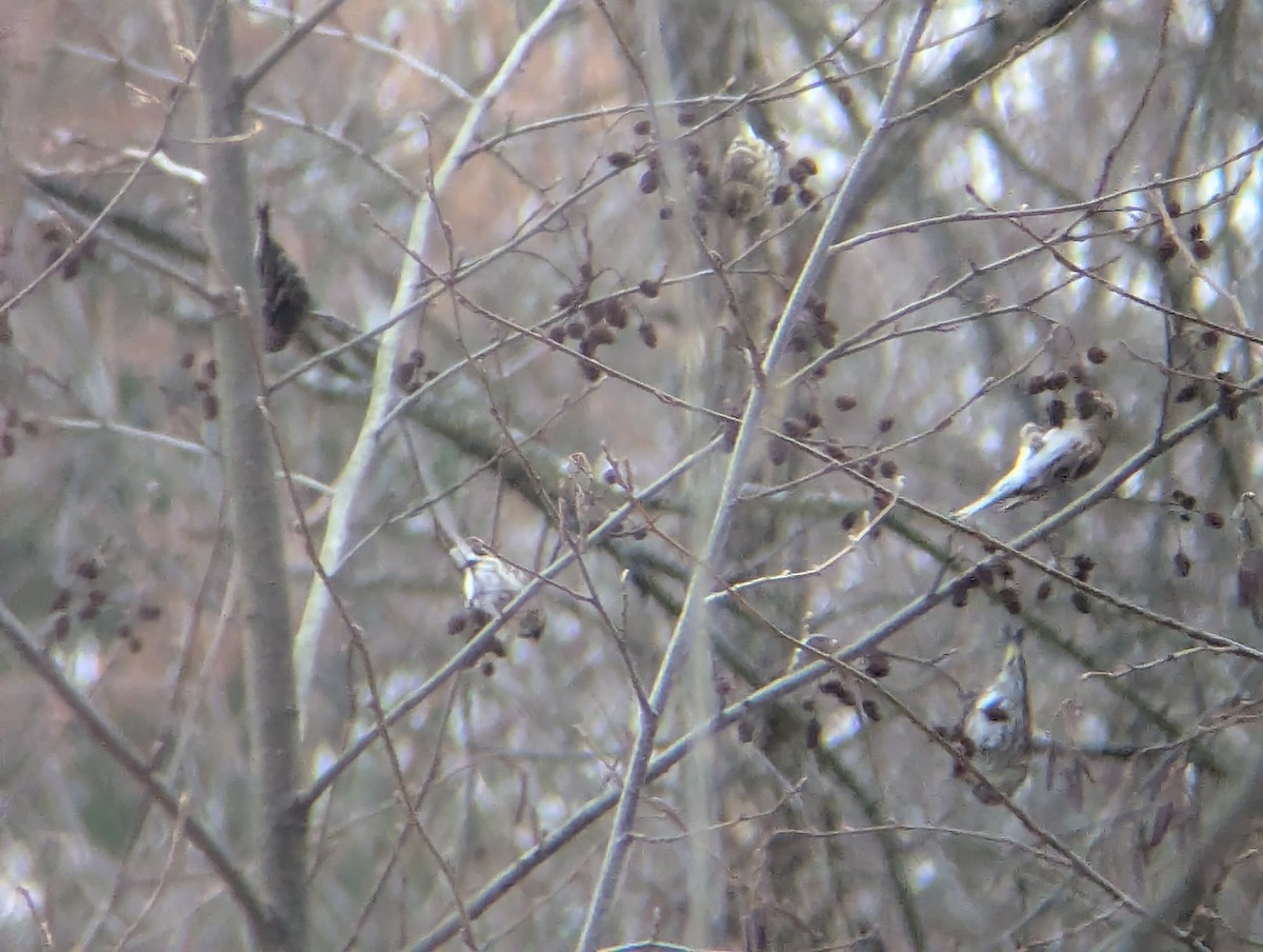 Pine Siskin - ML647075960