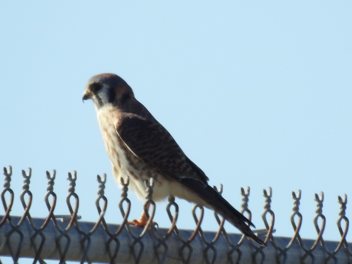 American Kestrel - ML647075961
