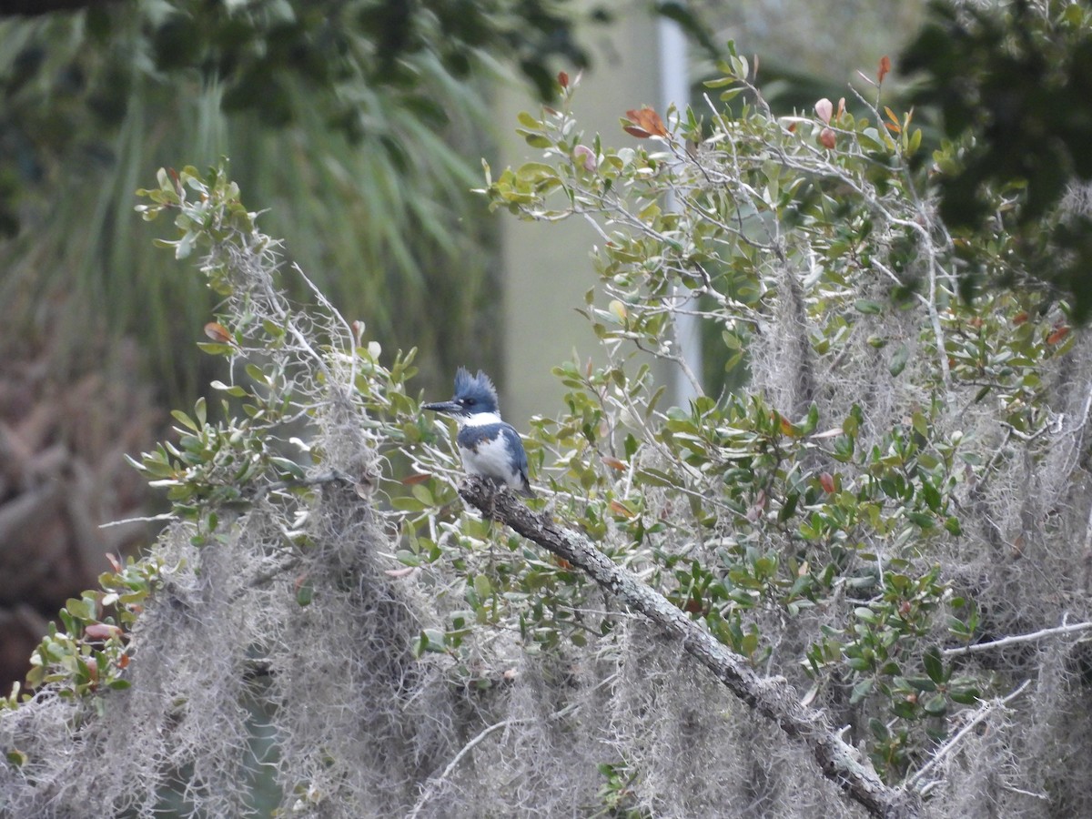 Belted Kingfisher - ML647075962