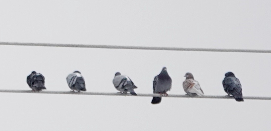 野鴿(野化) - ML647075963