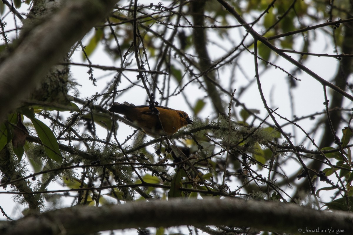 Golden Tanager (aurulenta Group) - ML647075968