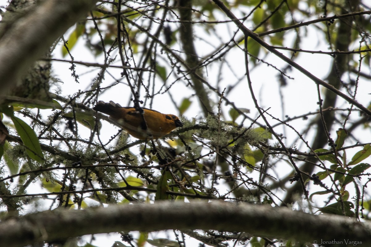 Golden Tanager (aurulenta Group) - ML647075969