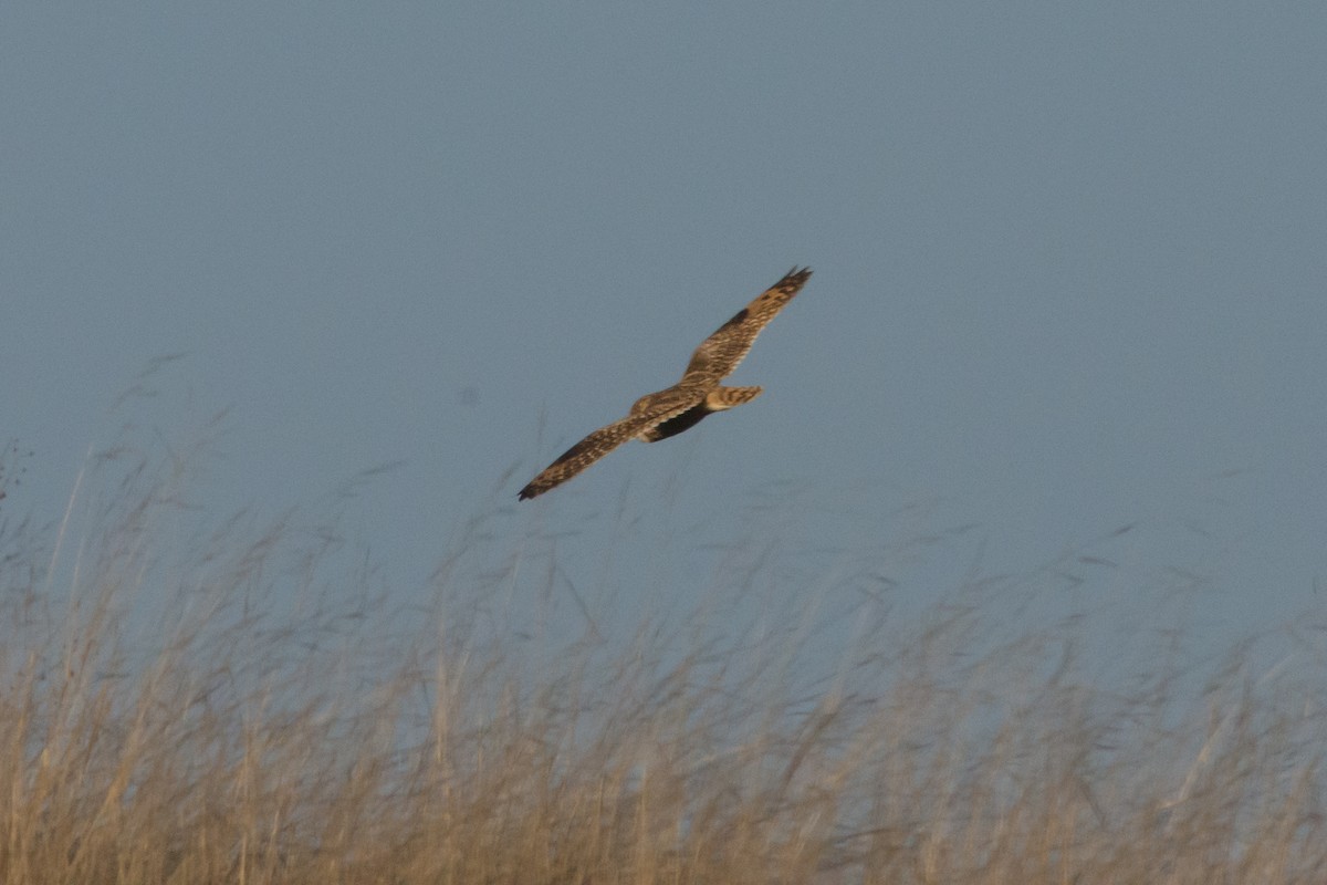 短耳鴞 - ML647075970