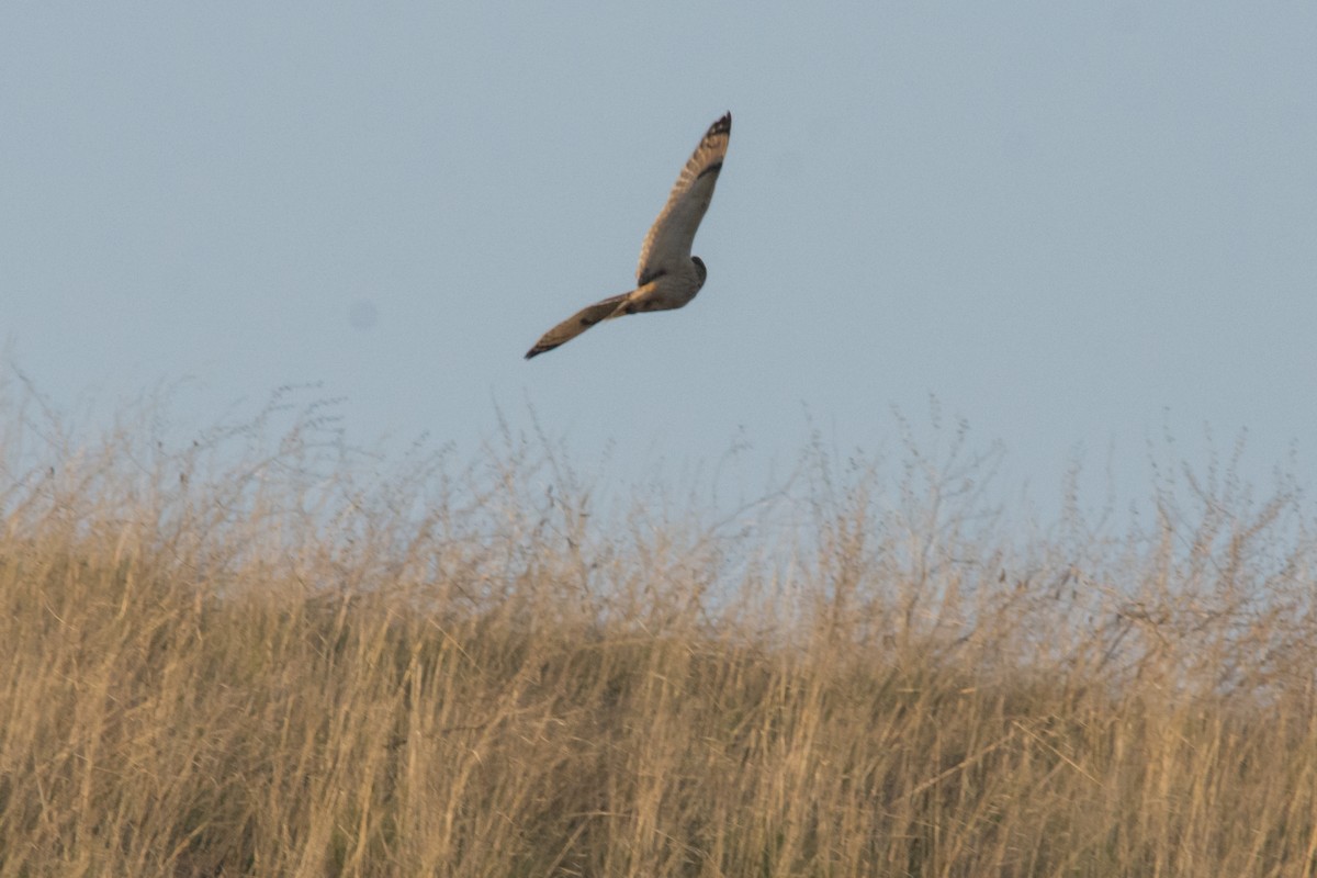 短耳鴞 - ML647075971