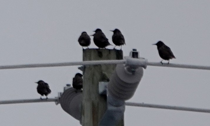 歐洲椋鳥 - ML647075972