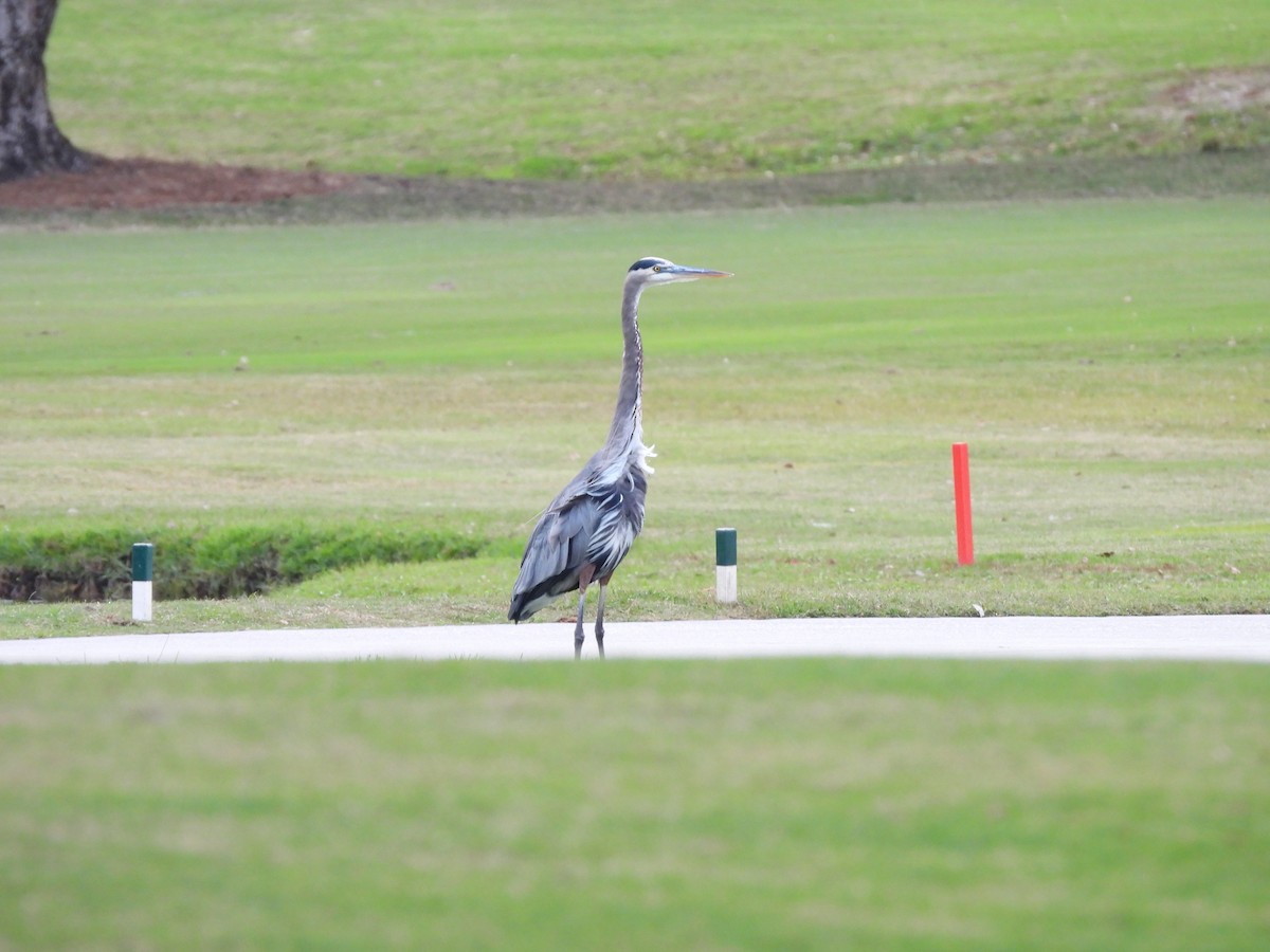 Great Blue Heron - ML647075973