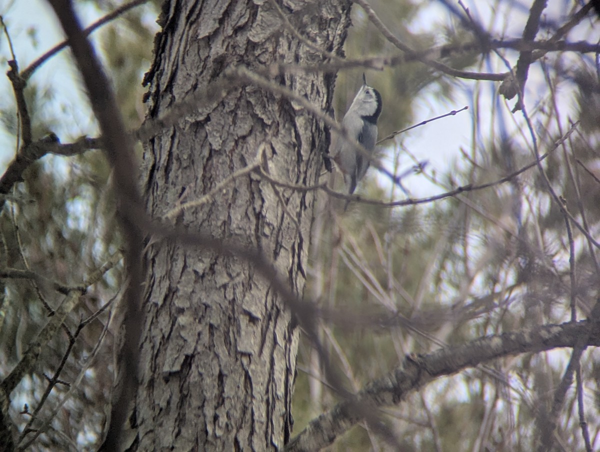 White-breasted Nuthatch - ML647075975