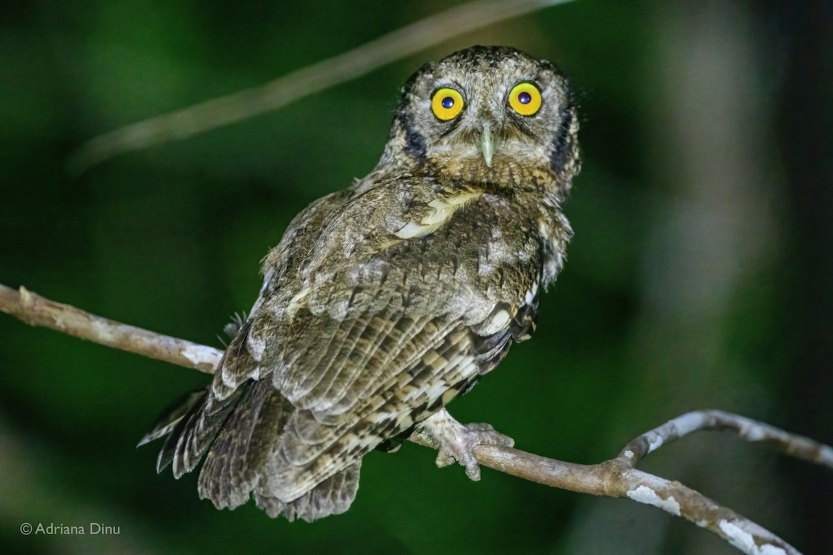 Black-capped Screech-Owl - ML647075982