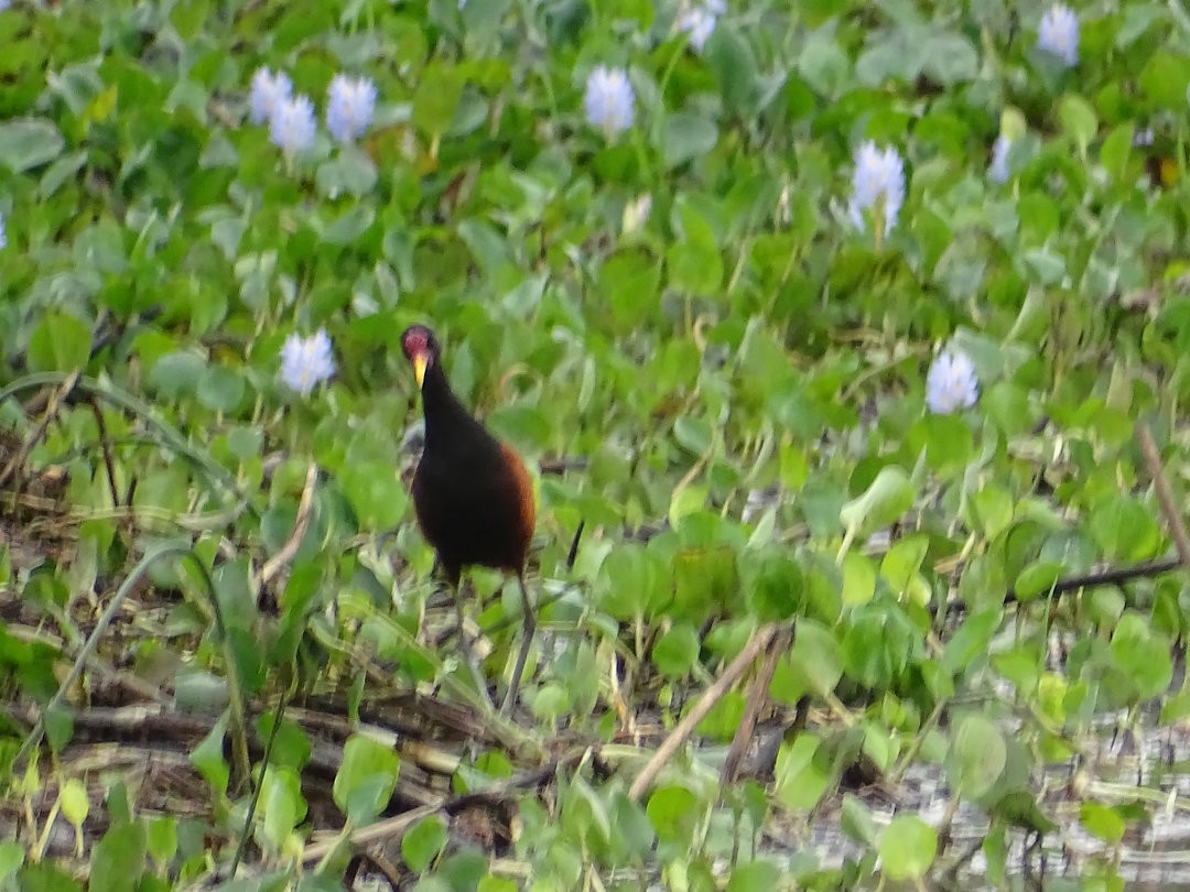 Wattled Jacana - ML647075985